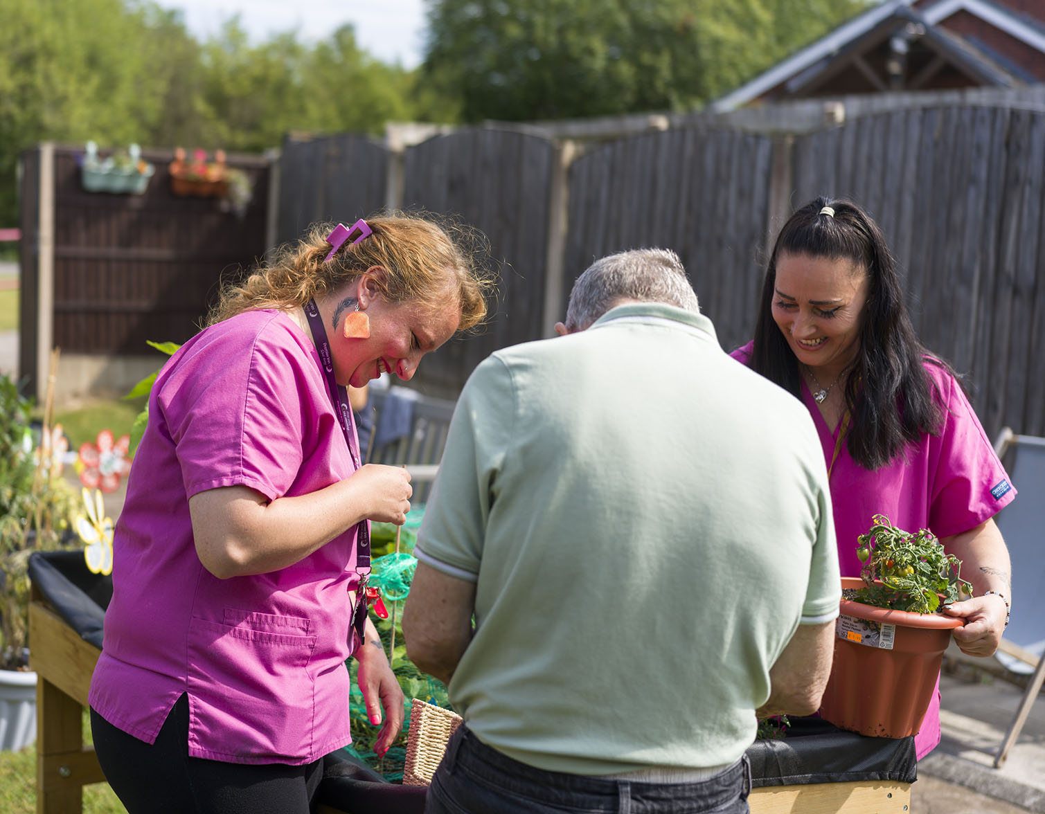 Tomato picking Moston Grange